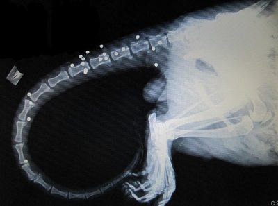 Røntgenfoto af odder med hagl i kroppen. Foto: Morten Elmeros m.fl.