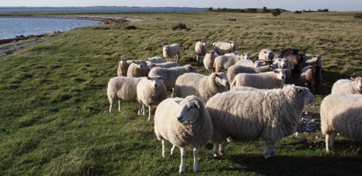 Græssende får på øen Kyholm mellem Samsø og Vejrø i Kattegat. Foto: Henriette Bjerregaard, Naturstyrelsen Aarhus