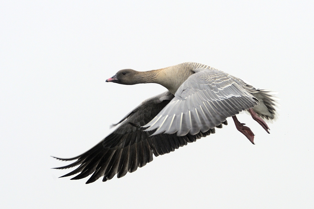 Pink-footede goose