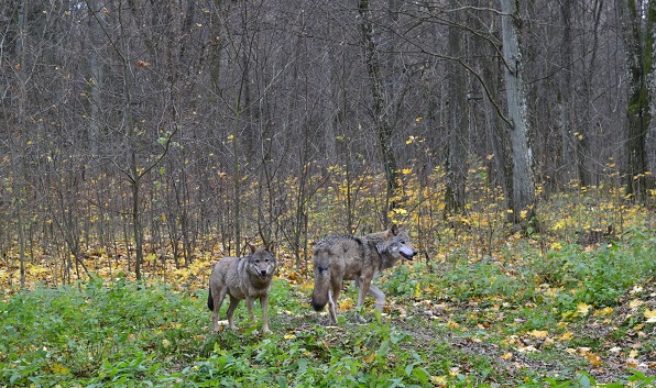 Ulve i reservat i Polen