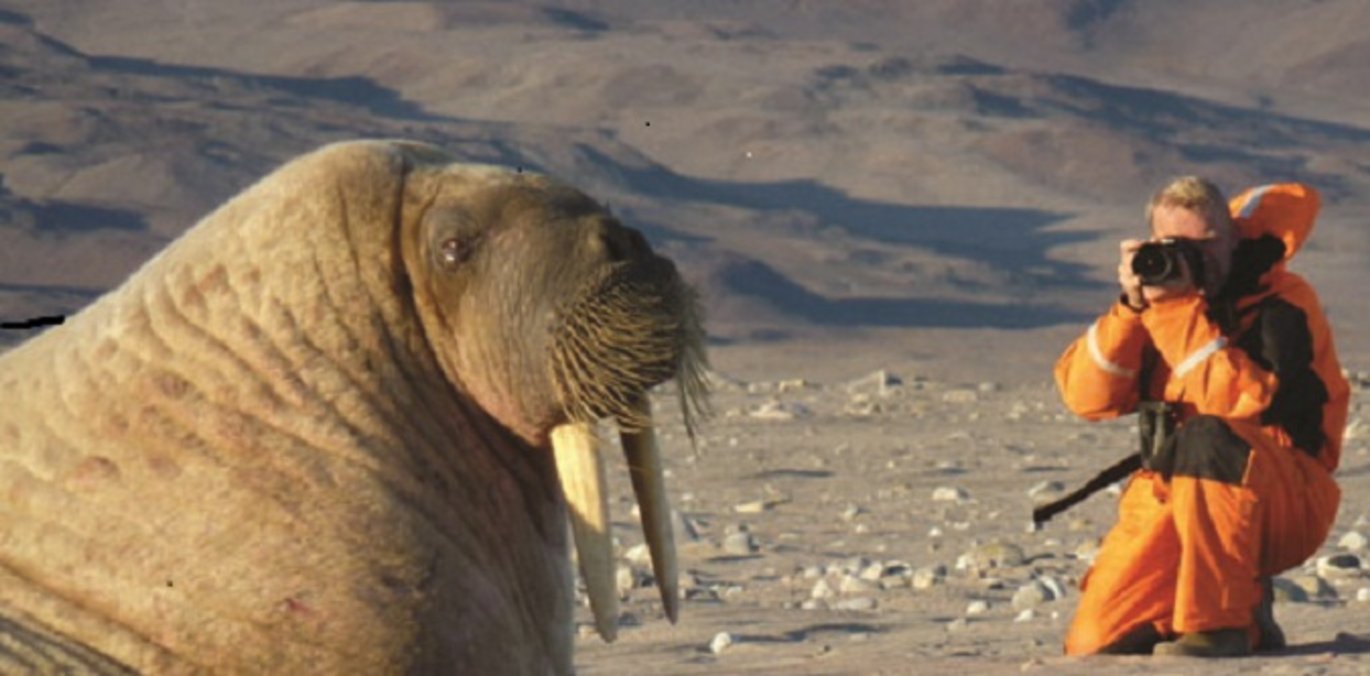 Observation of walrus. Photo: Thomas Juul-Pedersen