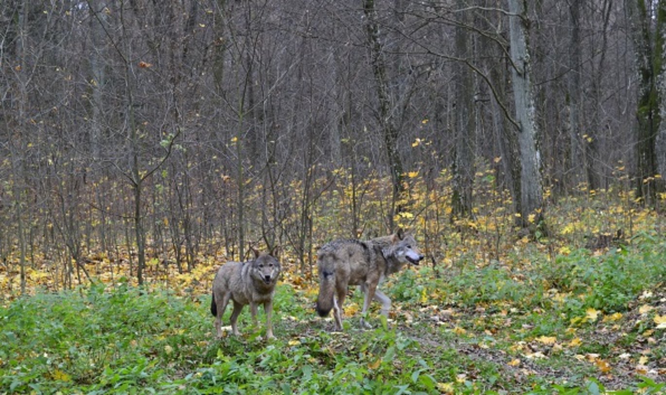 Wolwes in Polish sanctuary