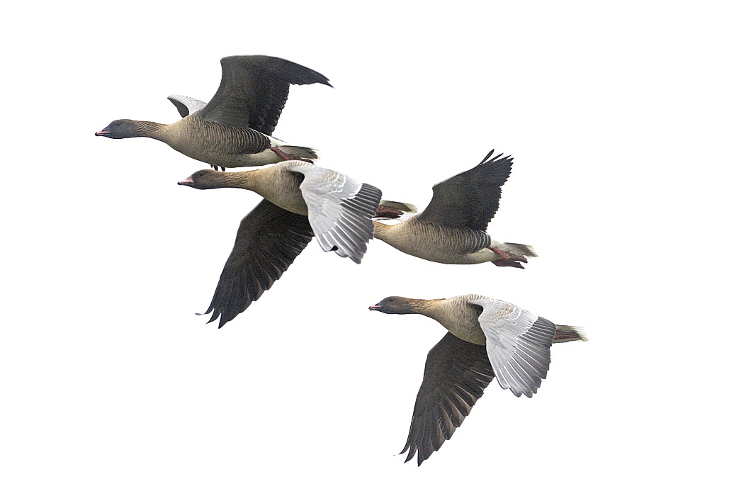 Pinkfooted geese. Photo: Magnus Elander