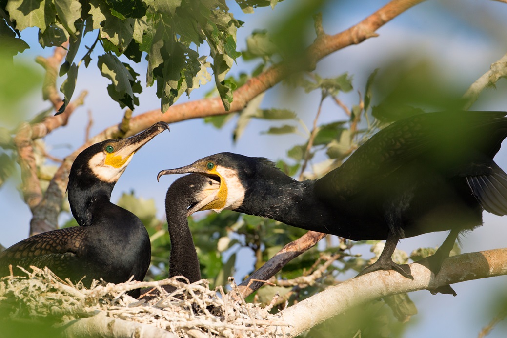 Great Cormorants. Photo: Kim Biledgaard©