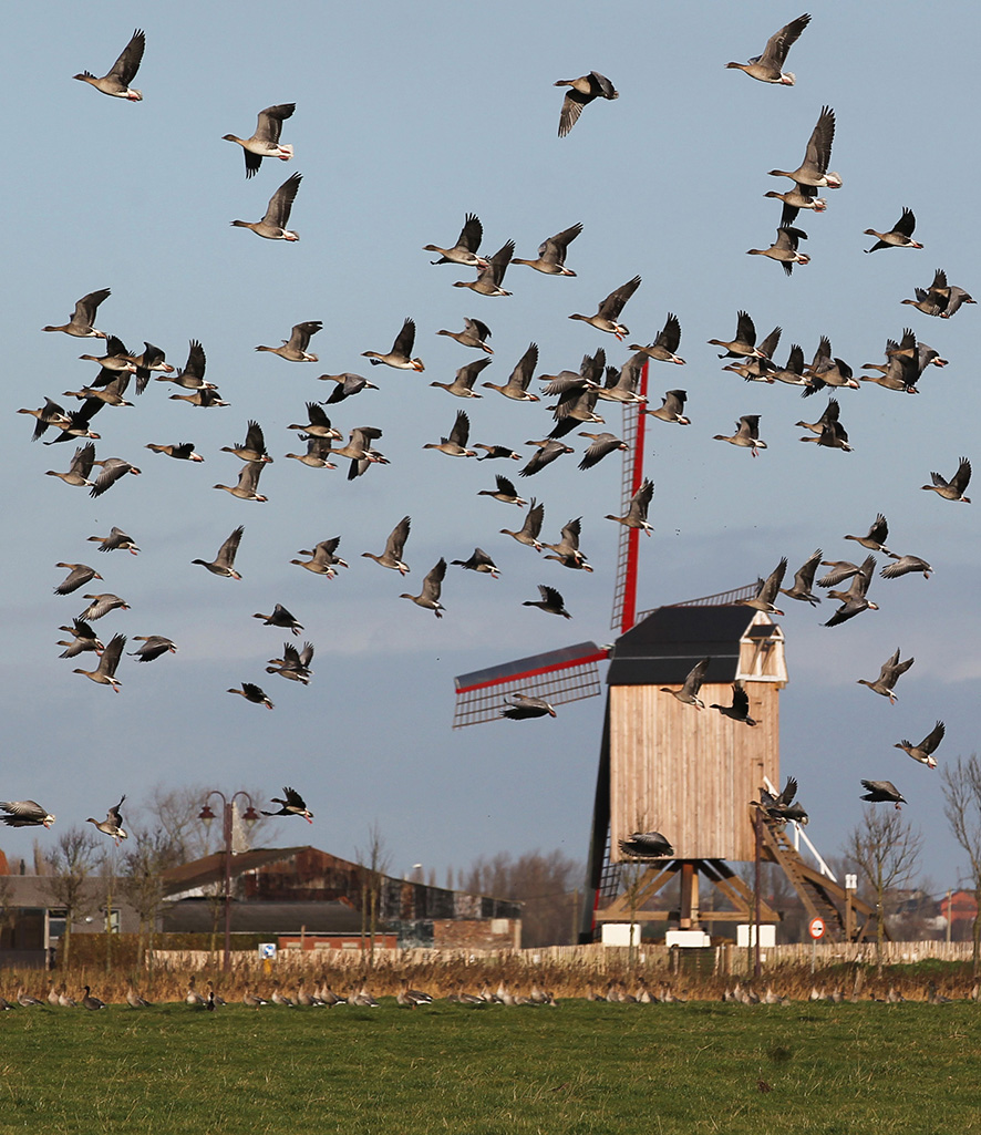 Kortnæbbede gæs ved polder-byen Klemskerke i Belgien. Foto: Roland François